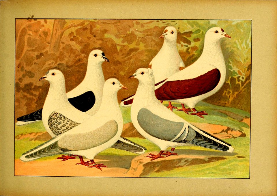 Schachtzabel 1906 Tafel 41