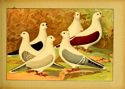 Schachtzabel 1906 Tafel 41