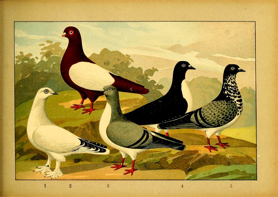 Schachtzabel 1906 Tafel 92