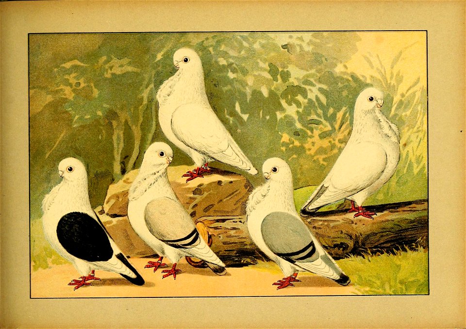 Schachtzabel 1906 Tafel 71