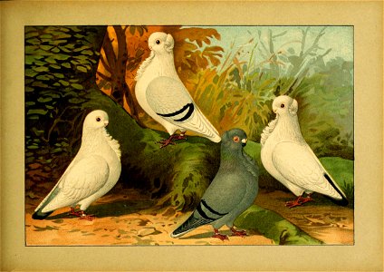 Schachtzabel 1906 Tafel 69