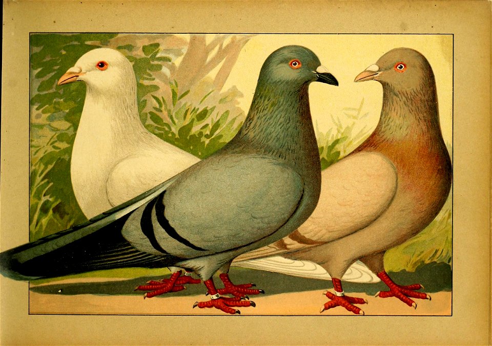 Schachtzabel 1906 Tafel 01