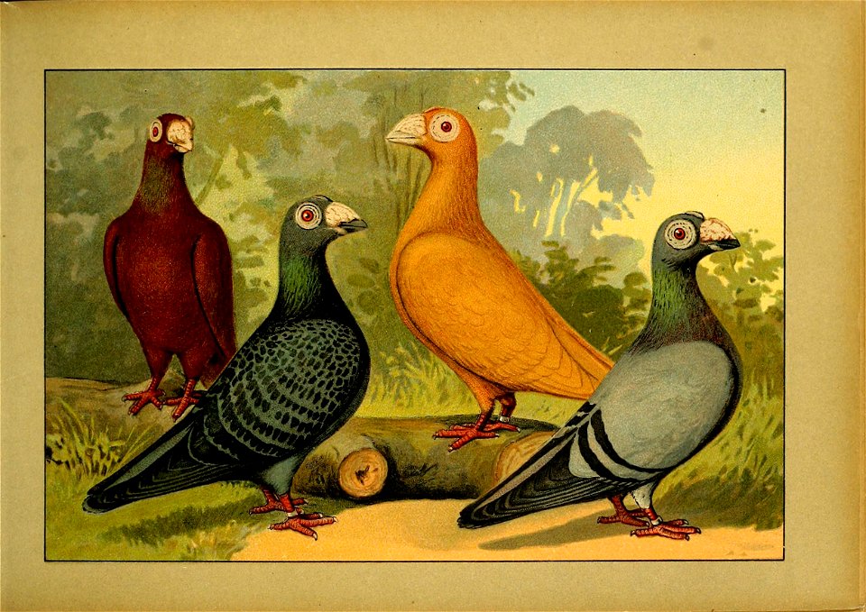 Schachtzabel 1906 Tafel 09