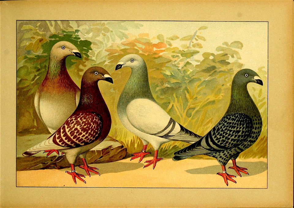 Schachtzabel 1906 Tafel 15