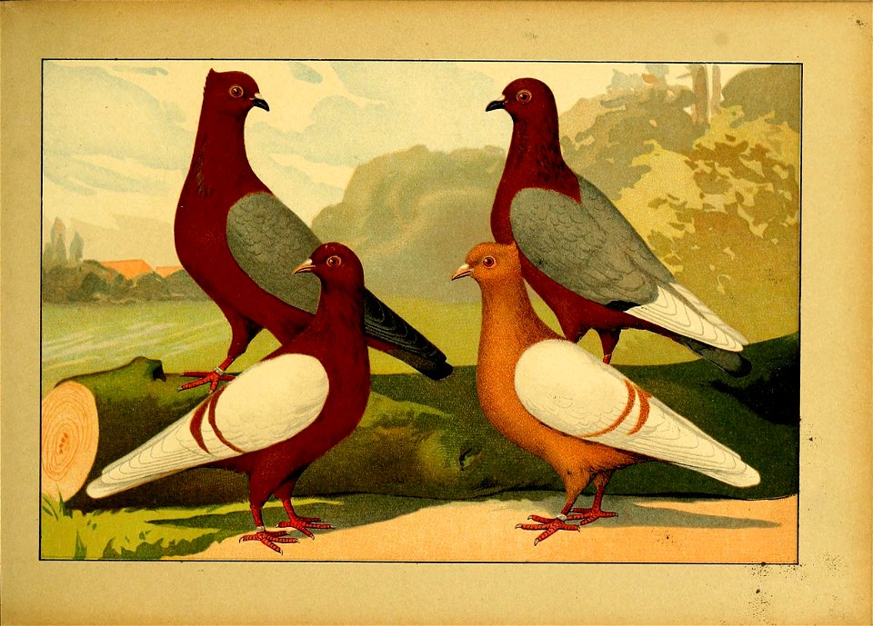 Schachtzabel 1906 Tafel 23