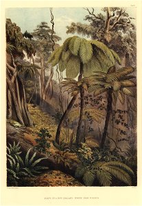 SCENE IN A NEW ZEALAND FOREST NEAR PORIRUA, The New Zealanders Illustrated, 1847