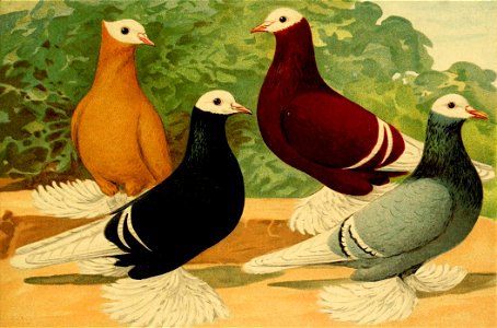 Schachtzabel 1906 Tafel 30 (cropped)