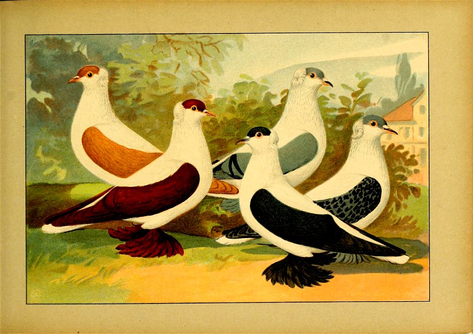 Schachtzabel 1906 Tafel 36