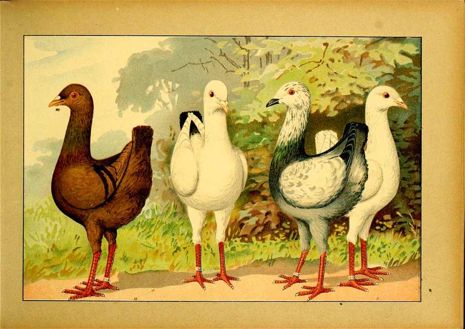 Schachtzabel 1906 Tafel 07