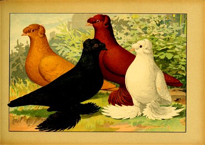 Schachtzabel 1906 Tafel 46