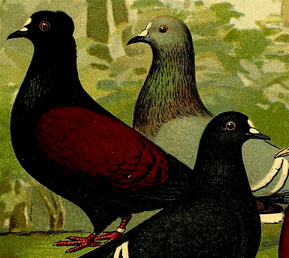 Schachtzabel 1906 Tafel 29 (cropped)