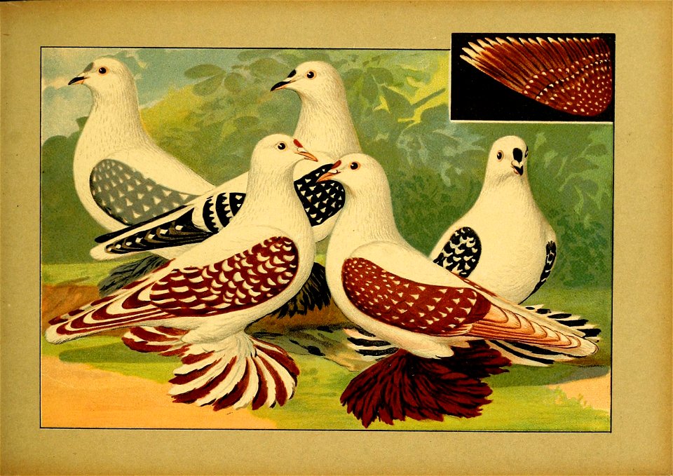 Schachtzabel 1906 Tafel 39