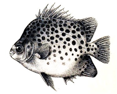 Scatophagus argus Ford 29. Free illustration for personal and commercial use.