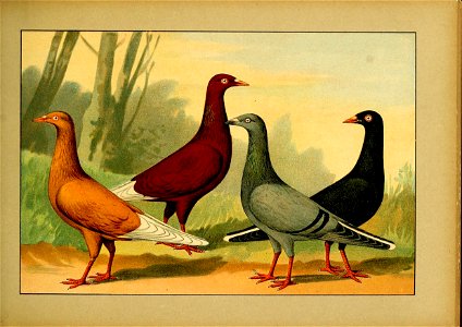 Schachtzabel 1906 Tafel 80