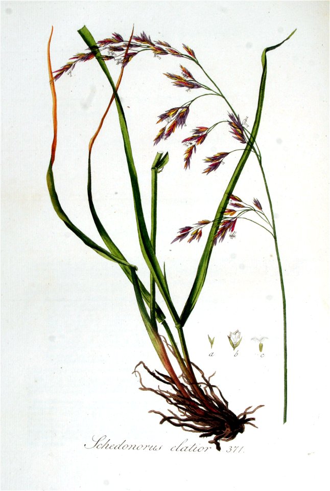 Schedonorus elatior — Flora Batava — Volume v5