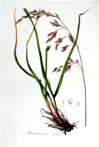 Schedonorus elatior — Flora Batava — Volume v5