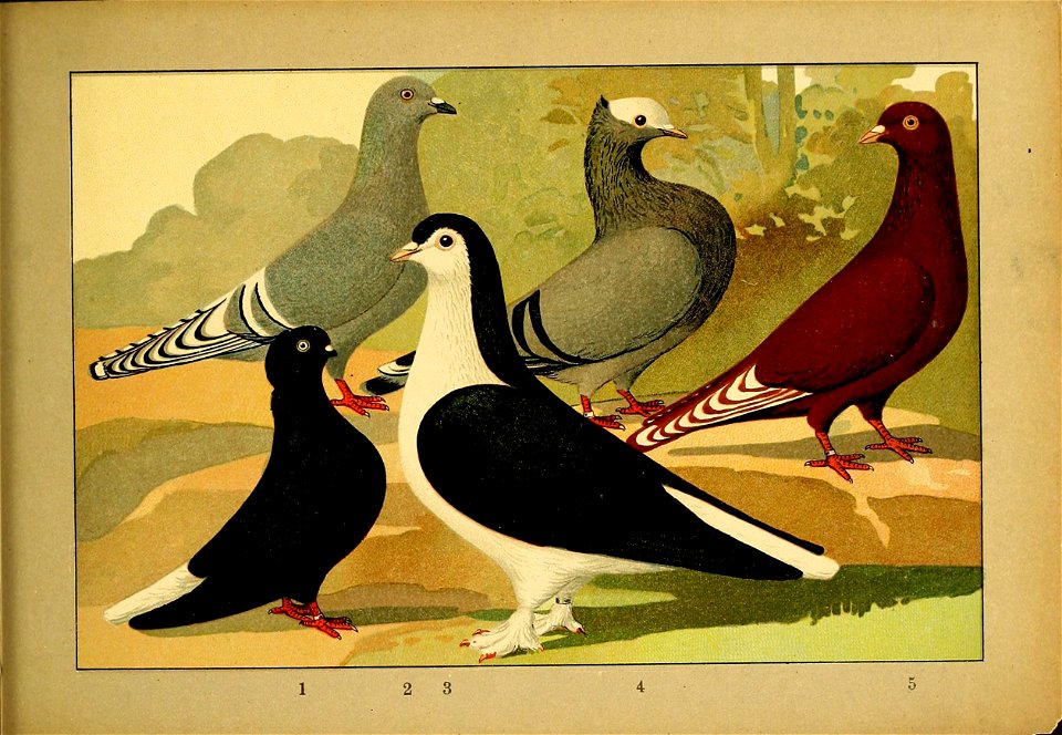 Schachtzabel 1906 Tafel 99