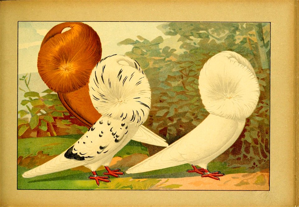 Schachtzabel 1906 Tafel 55