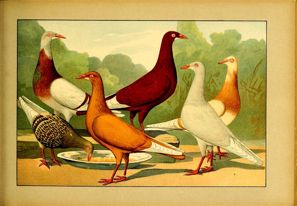 Schachtzabel 1906 Tafel 79