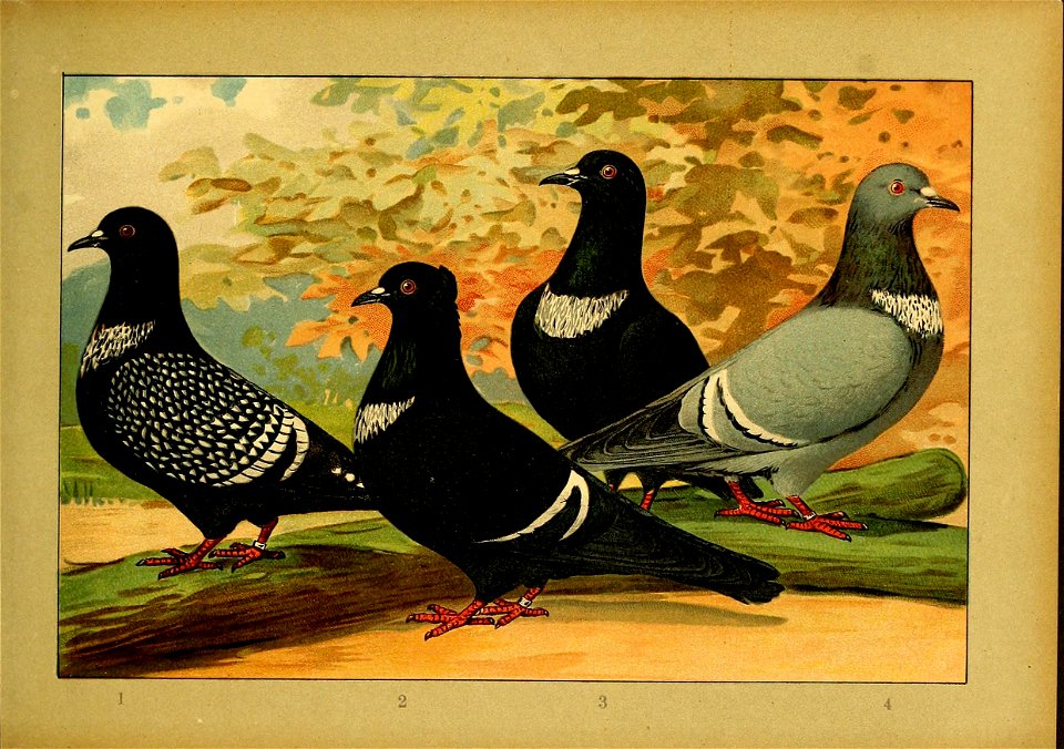 Schachtzabel 1906 Tafel 27