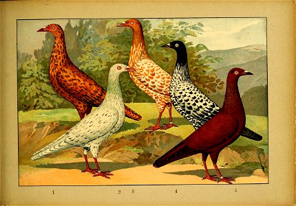 Schachtzabel 1906 Tafel 82