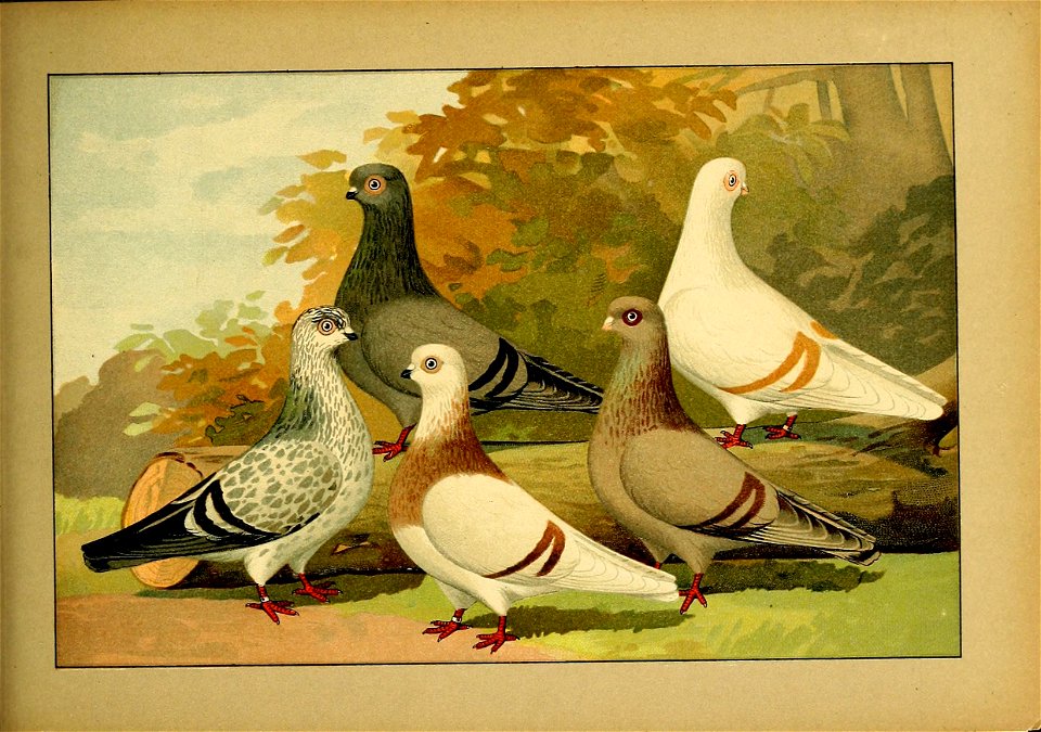 Schachtzabel 1906 Tafel 97