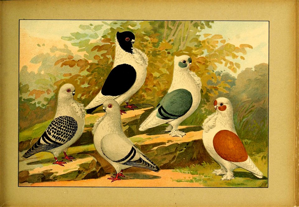 Schachtzabel 1906 Tafel 76
