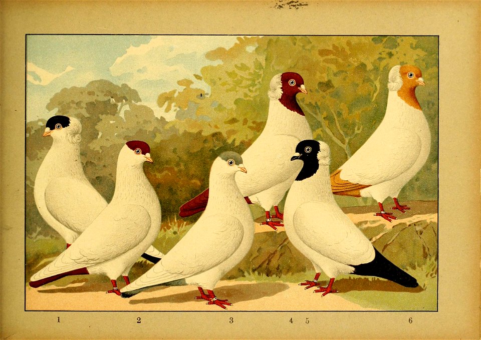 Schachtzabel 1906 Tafel 91