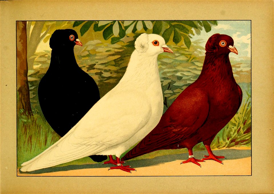 Schachtzabel 1906 Tafel 03
