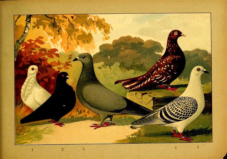 Schachtzabel 1906 Tafel 100