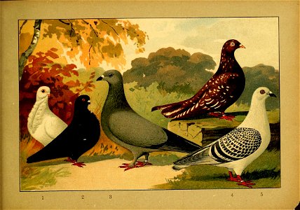 Schachtzabel 1906 Tafel 100