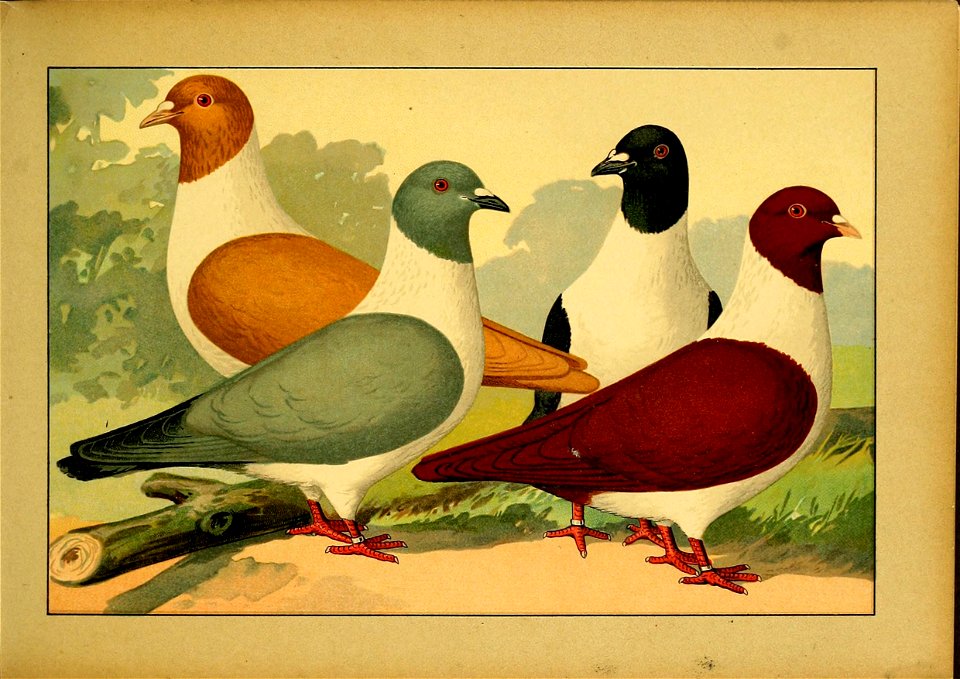 Schachtzabel 1906 Tafel 18