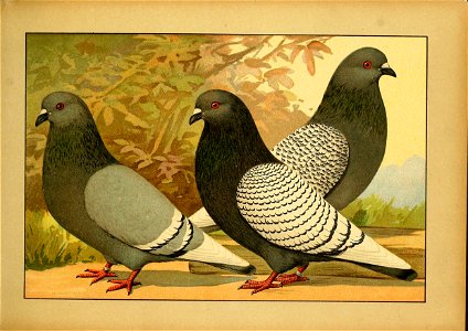 Schachtzabel 1906 Tafel 20