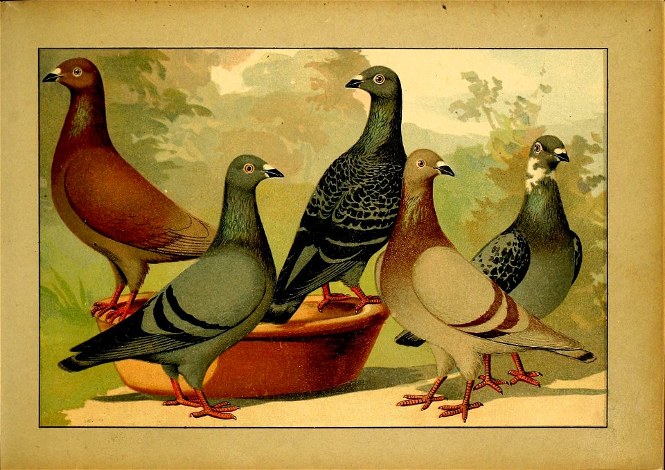 Schachtzabel 1906 Tafel 16