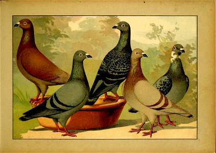 Schachtzabel 1906 Tafel 16