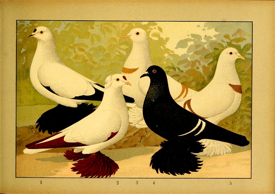 Schachtzabel 1906 Tafel 43