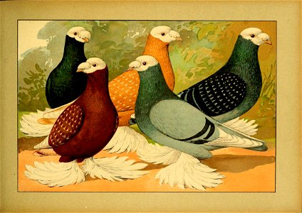 Schachtzabel 1906 Tafel 50