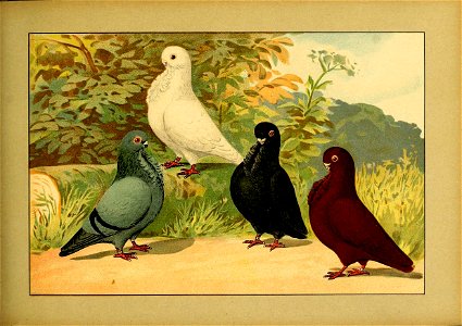 Schachtzabel 1906 Tafel 67