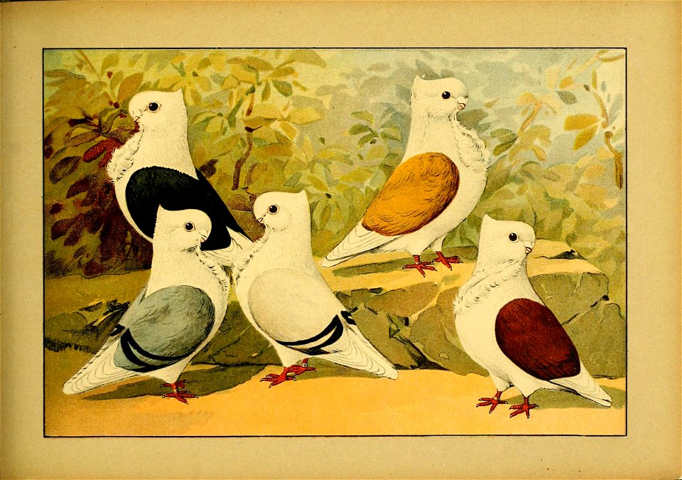 Schachtzabel 1906 Tafel 70