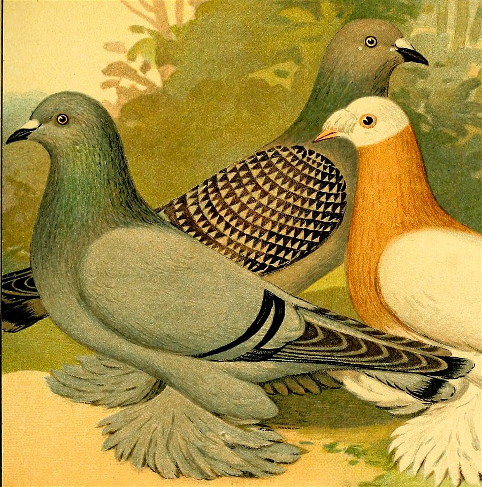 Schachtzabel 1906 Tafel 51 (cropped)