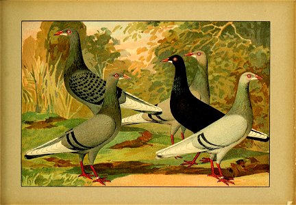 Schachtzabel 1906 Tafel 78