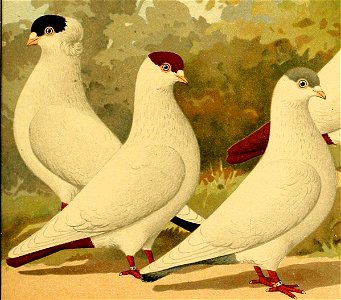 Schachtzabel 1906 Tafel 91 (cropped)