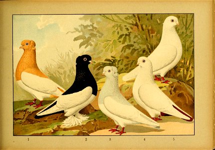 Schachtzabel 1906 Tafel 90