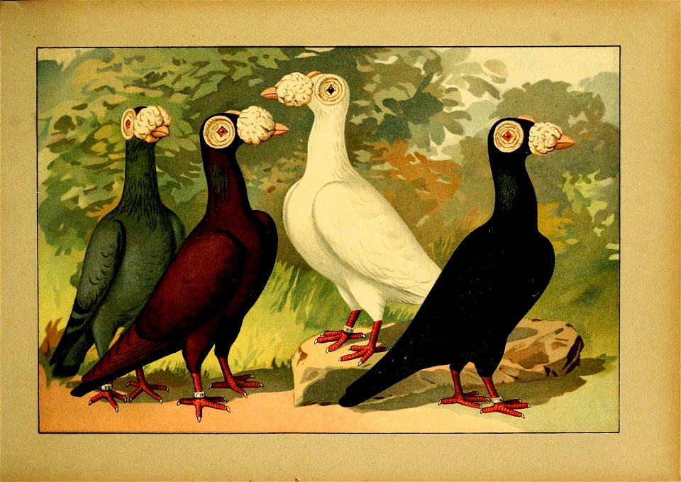 Schachtzabel 1906 Tafel 08