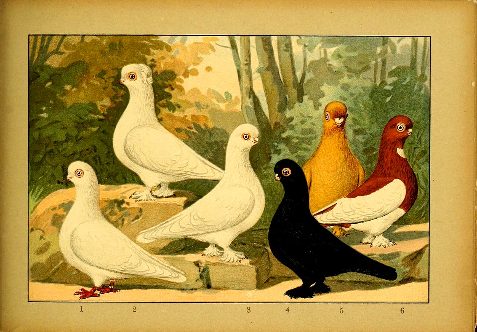 Schachtzabel 1906 Tafel 95
