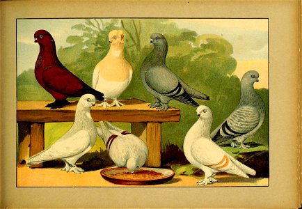 Schachtzabel 1906 Tafel 88