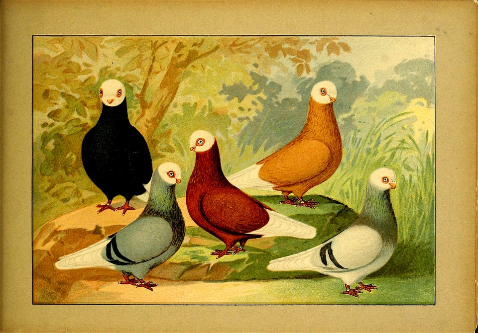Schachtzabel 1906 Tafel 96