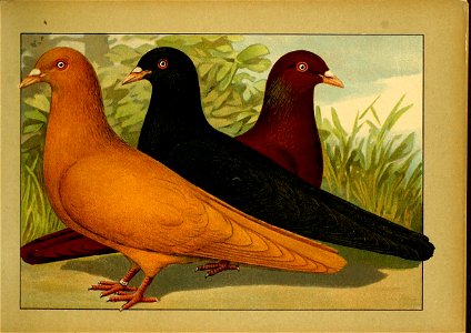 Schachtzabel 1906 Tafel 02