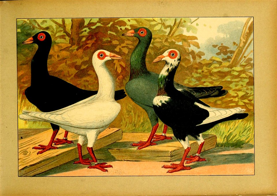 Schachtzabel 1906 Tafel 12