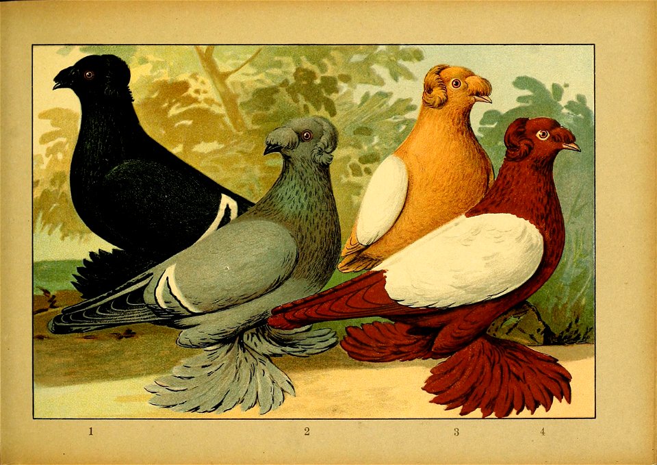 Schachtzabel 1906 Tafel 47